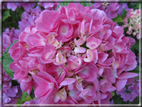 foto Fiori
